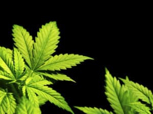 effect of legalized marijuana on trucking industry